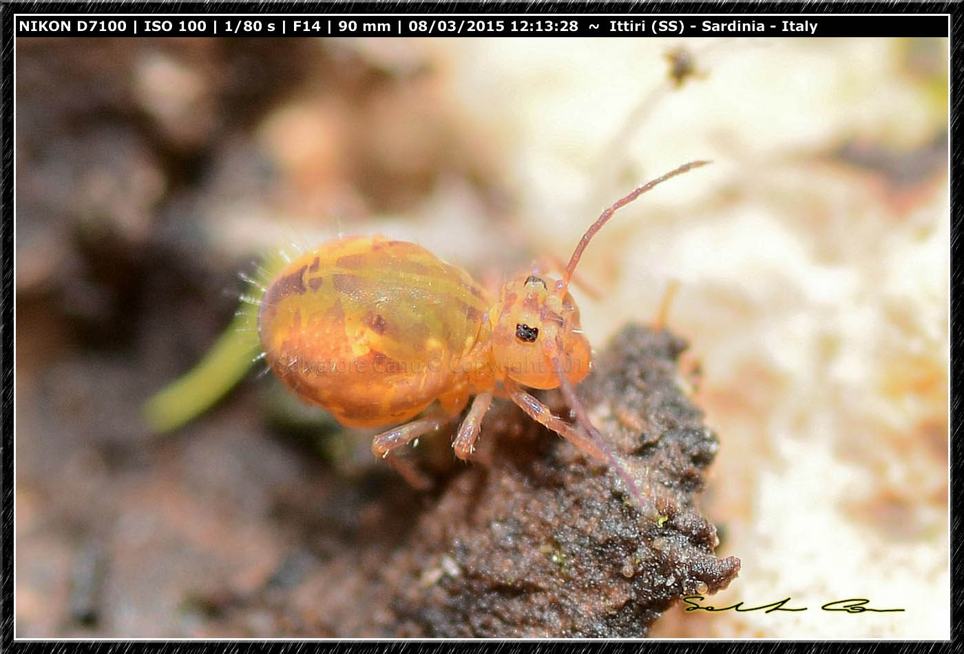 Dicyrtomina sp. e Sminthuridae